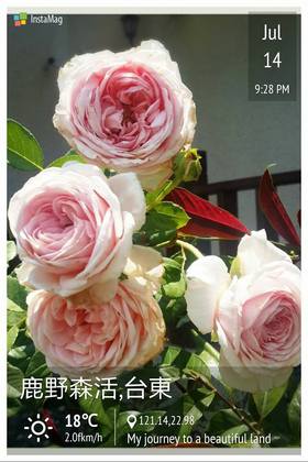 民宿女主人喜愛的玫瑰花~亞伯拉罕達比，有很美的花形和果香